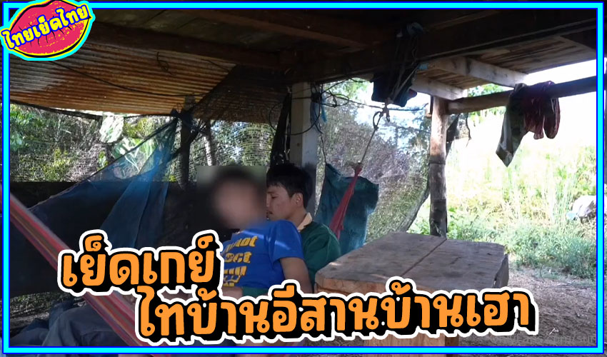 พ่อหนุ่มเลี้ยงวัว นัดหนุ่มน้อยไทบ้านมามัวเนียเสียตัวที่กระท่อมกลางไร่ นั้งเปลล้วงไข่ ชนช้างชักว่าวน้ำแตกใส่หน้าทั้งคู่